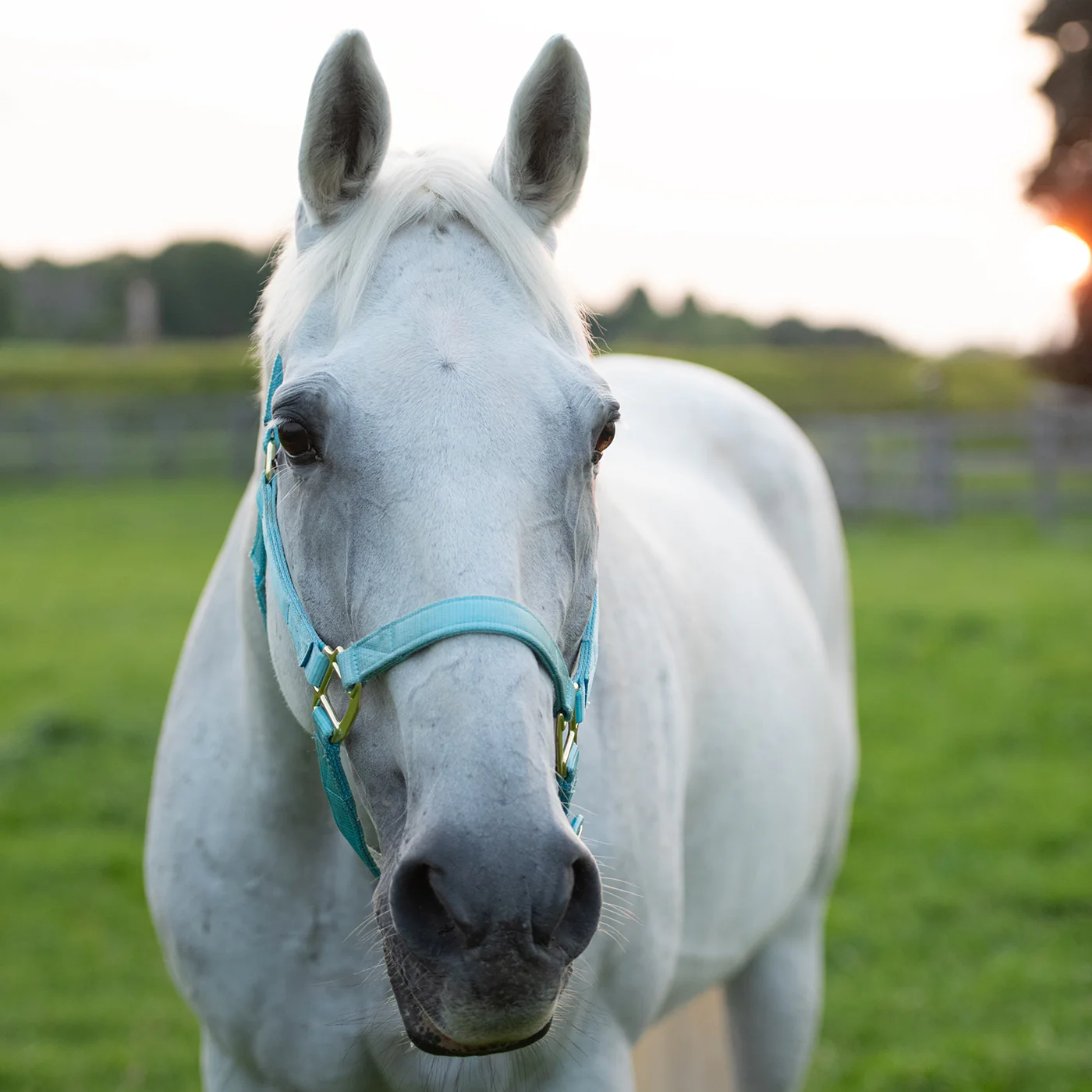 Shedrow Deluxe Halter - Image 56