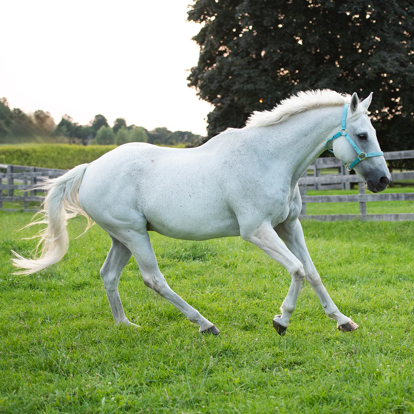 Shedrow Deluxe Halter - Image 57