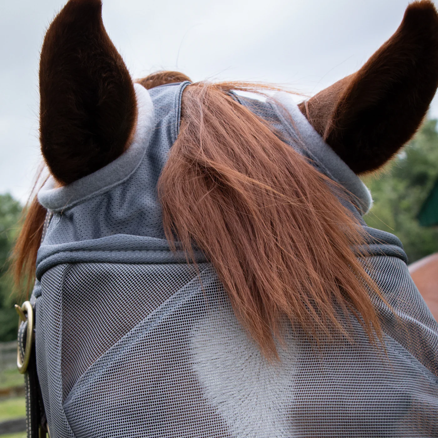 Shedrow Fly Mask - Image 4