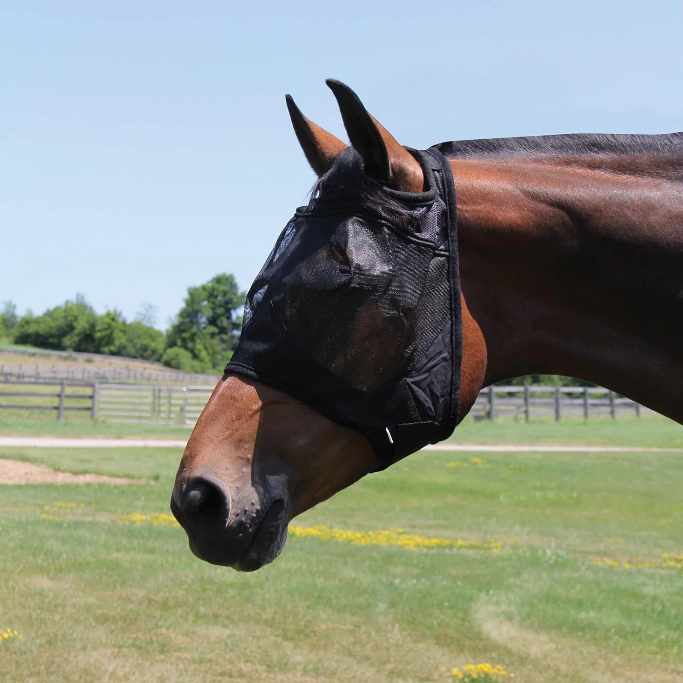 Shedrow Fly Mask - Image 7