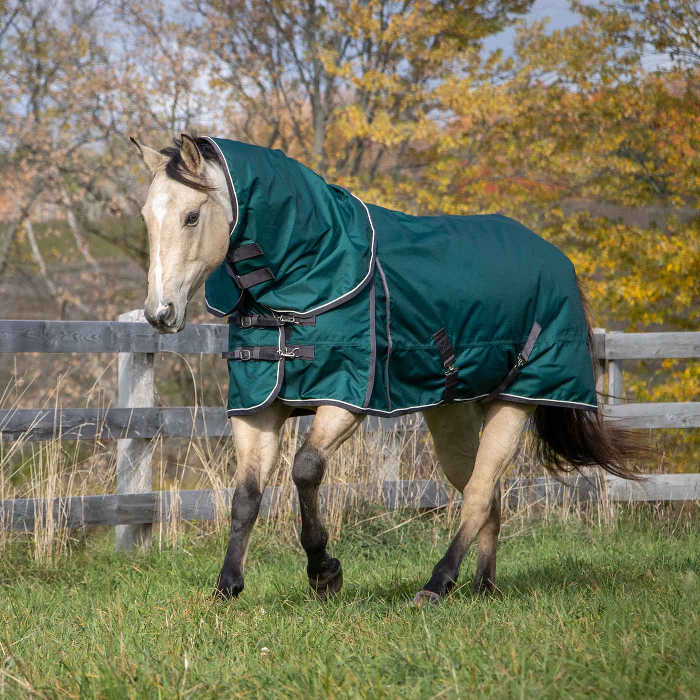 Shedrow Turnout Blanket W/ Hood 100 g - Image 3