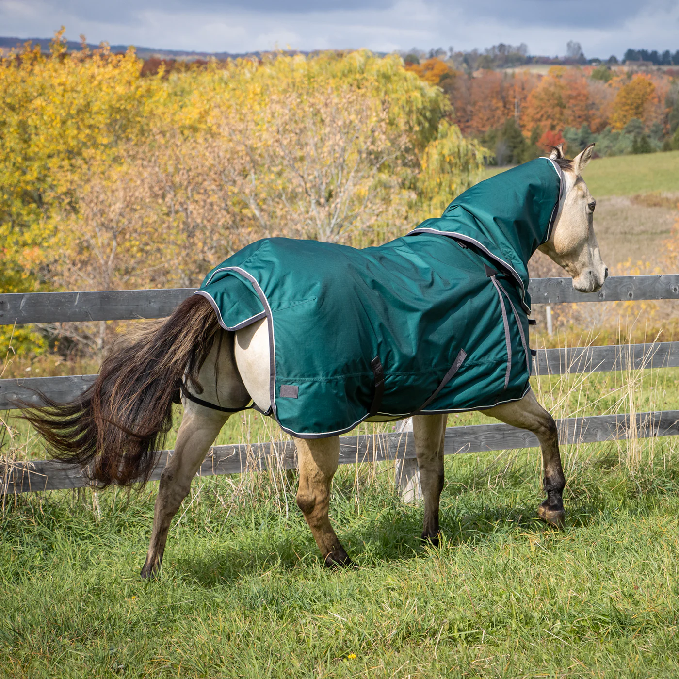 Shedrow Turnout Blanket W/ Hood 100 g - Image 4
