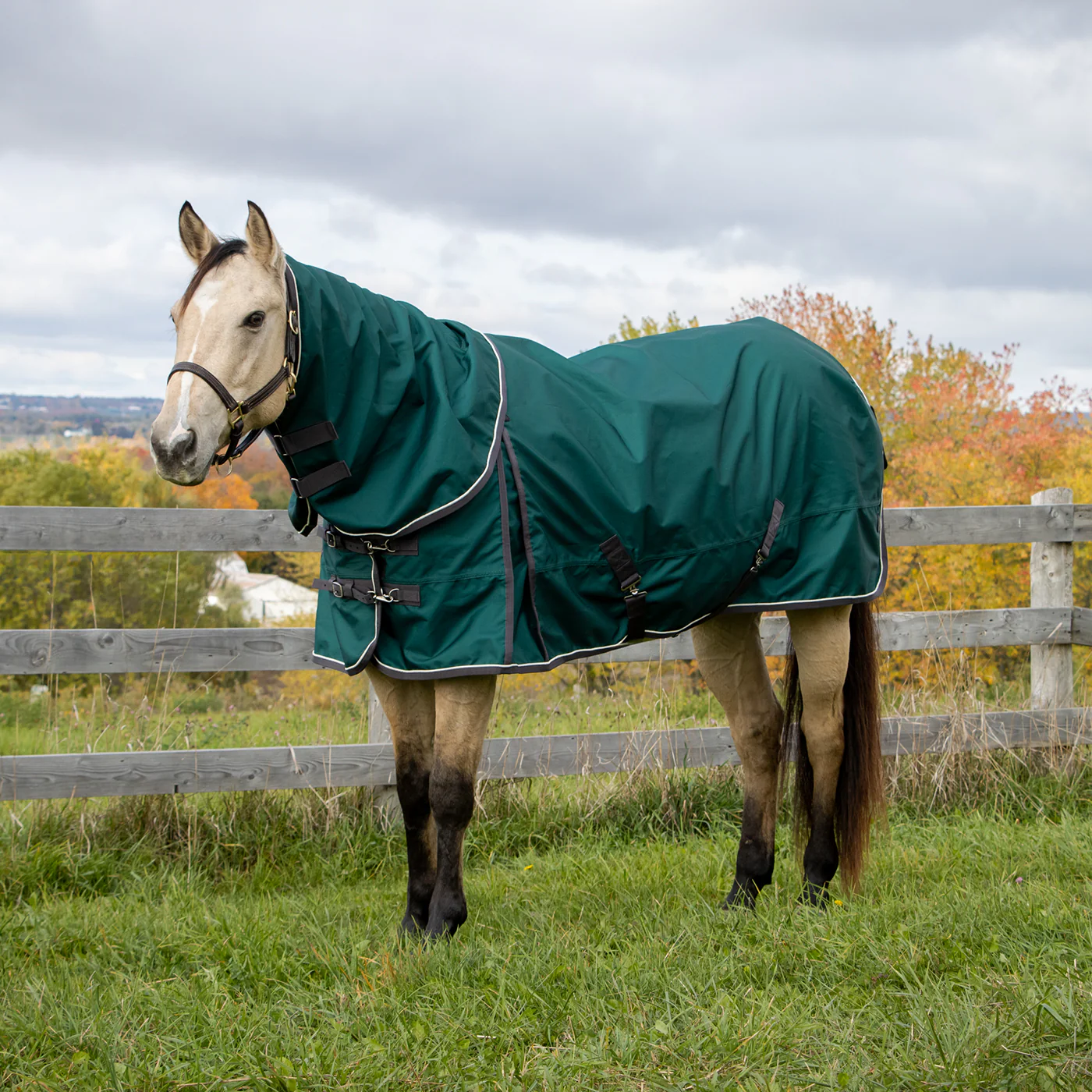 Shedrow Turnout Blanket W/ Hood 100 g - Image 5