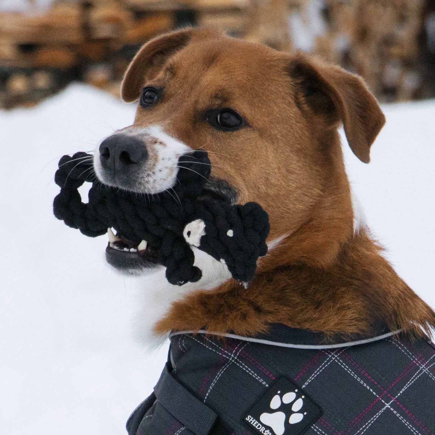 Shedrow K9 Bear Rope Dog Toy - Image 5