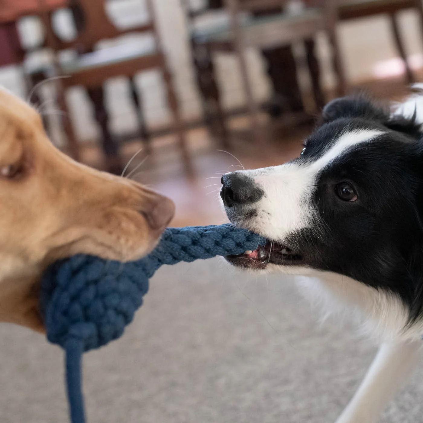 Shedrow K9 Blue Jay Rope & Water Bottle Dog Toy - Image 4