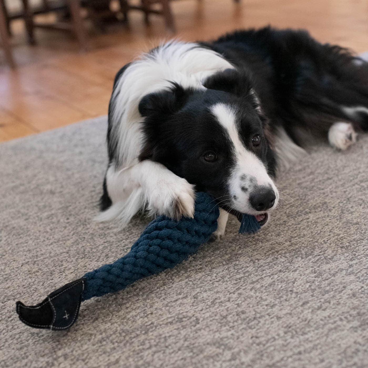 Shedrow K9 Blue Jay Rope & Water Bottle Dog Toy - Image 5
