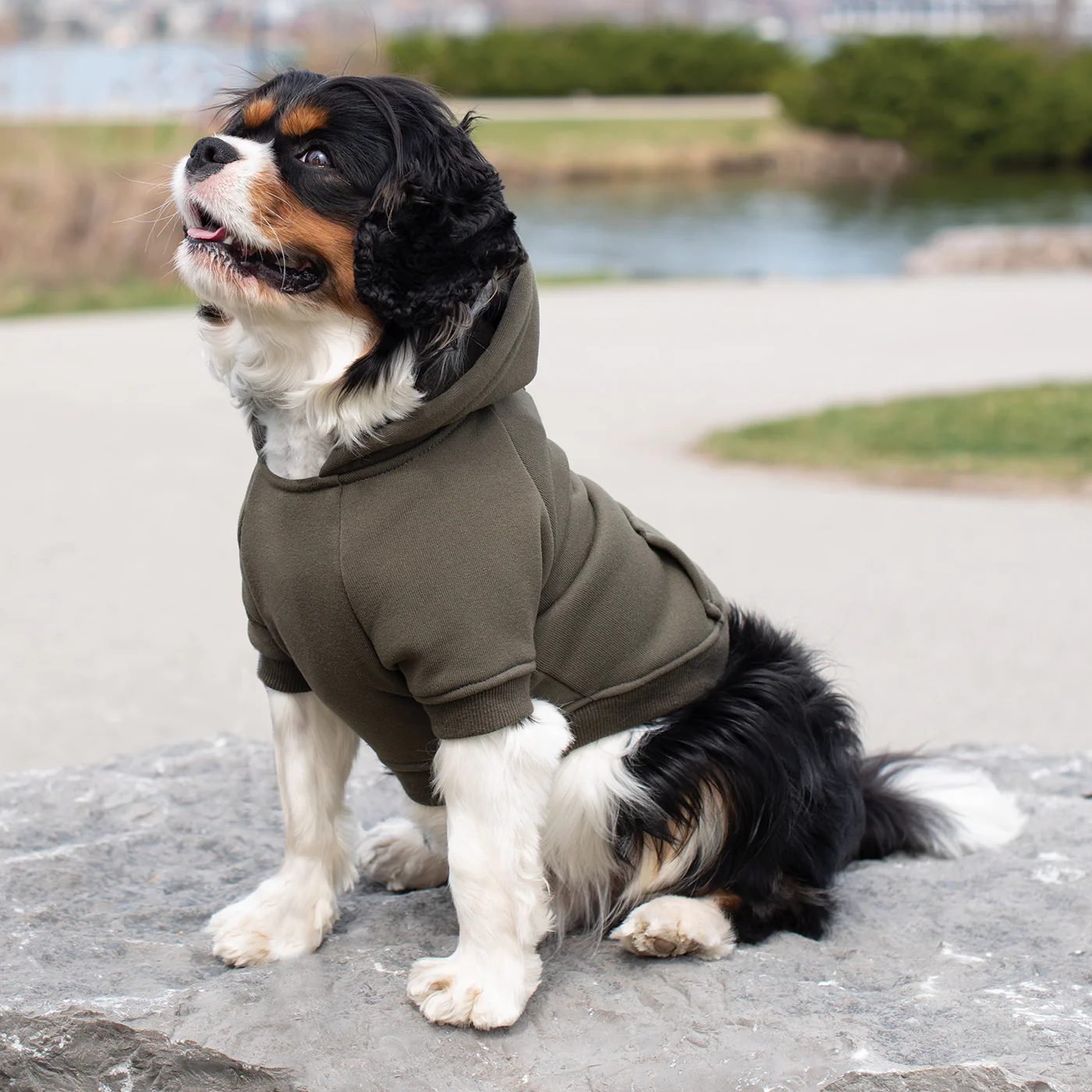 Shedrow K9 Brentwood Dog Hoodie - Image 16
