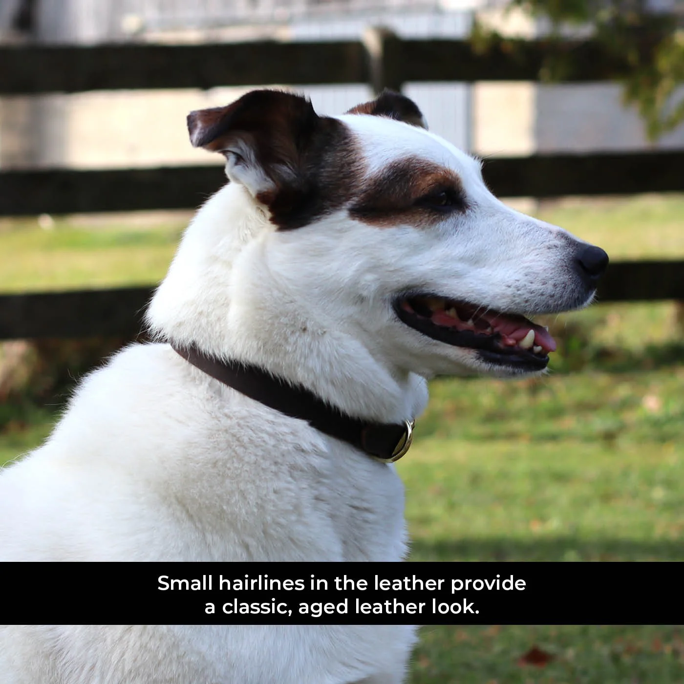Shedrow K9 Bristol II Flat Leather Collar - Image 4