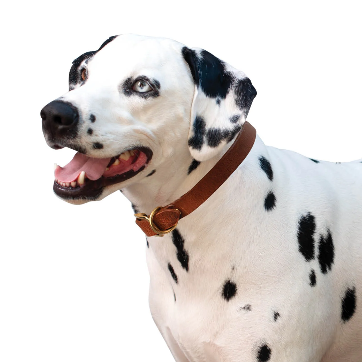 Shedrow K9 Bristol II Flat Leather Collar - Image 5
