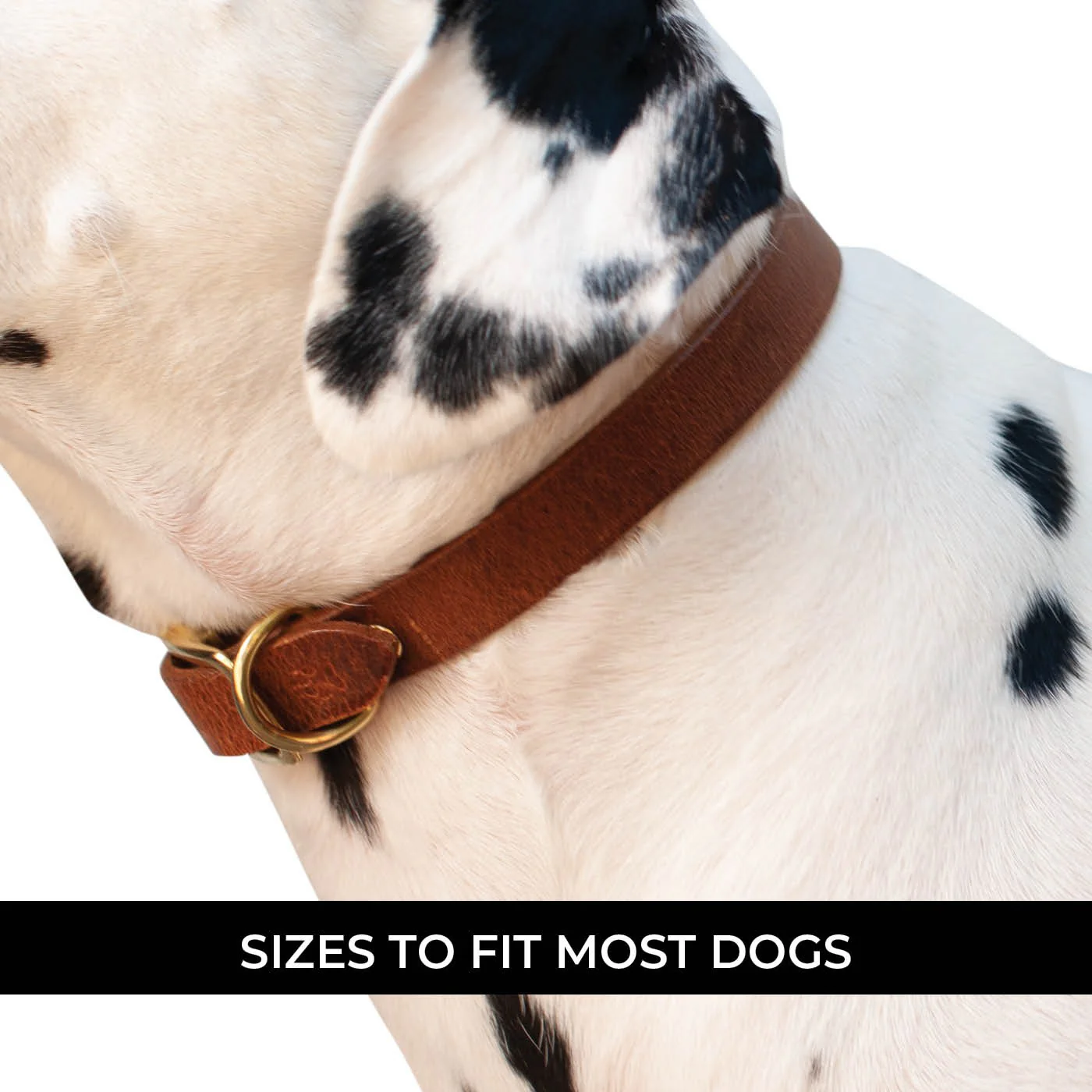 Shedrow K9 Bristol II Flat Leather Collar - Image 6