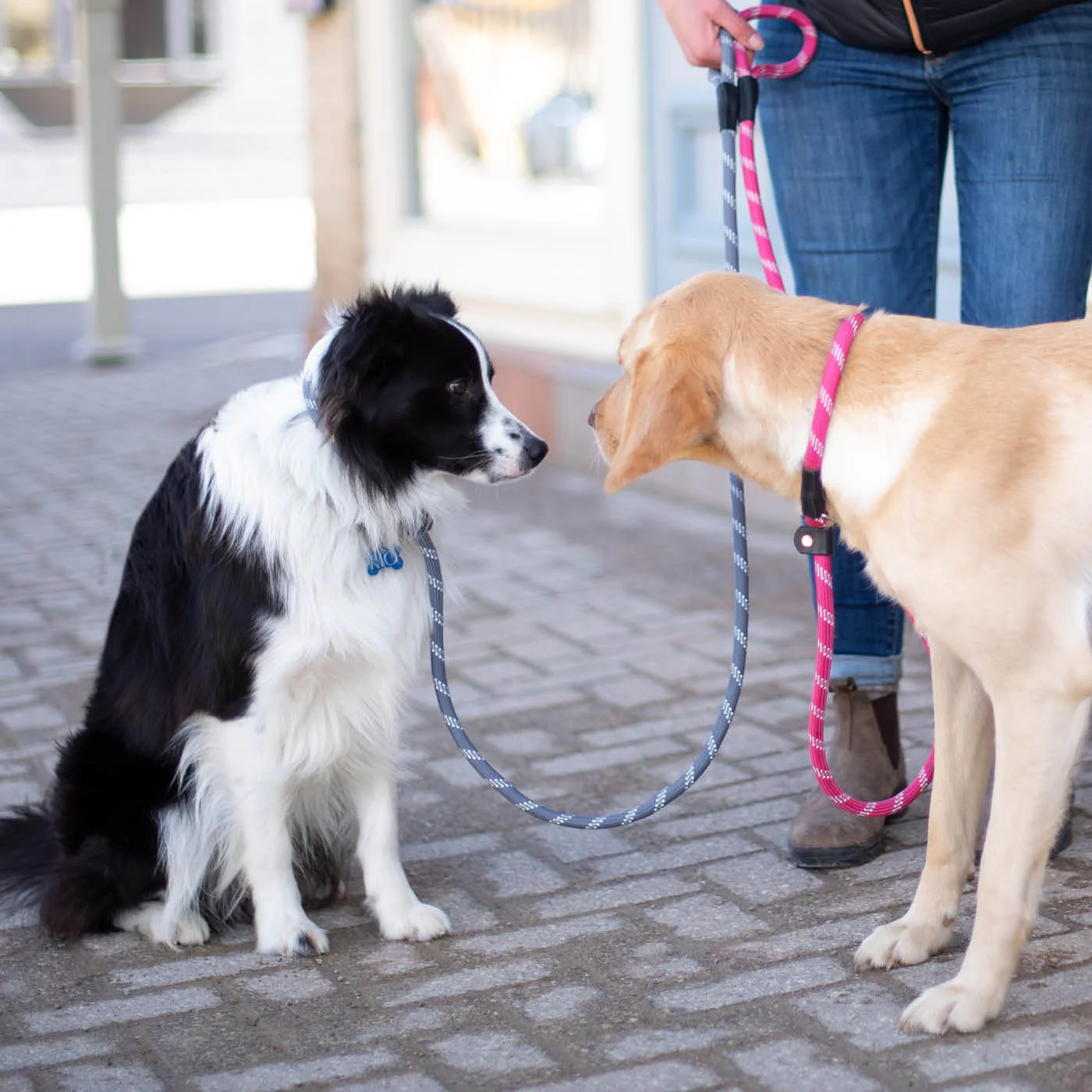 Shedrow K9 Camino Rope Slip Leash - Image 17
