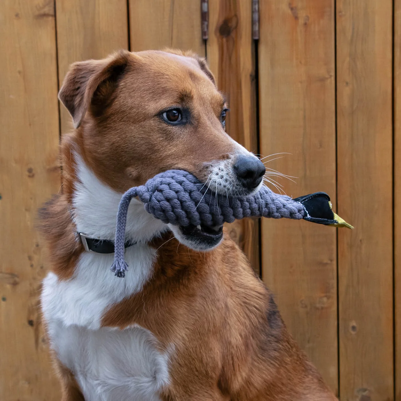 Shedrow K9 Canada Goose Rope & Water Bottle Dog Toy - Image 4
