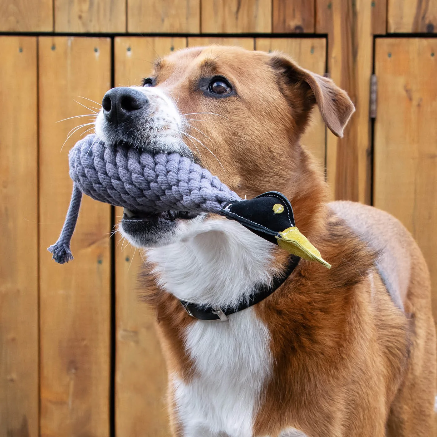 Shedrow K9 Canada Goose Rope & Water Bottle Dog Toy - Image 5