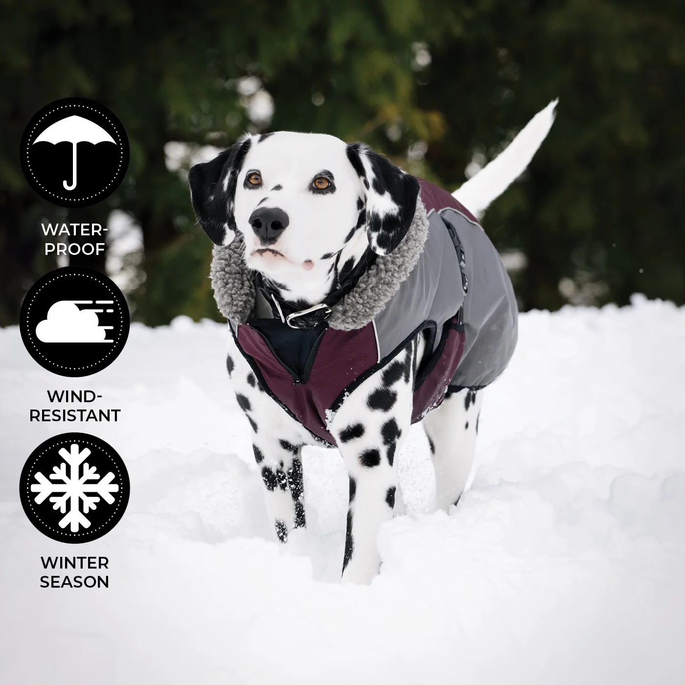 Shedrow K9 Chinook Dog Coat - Image 17