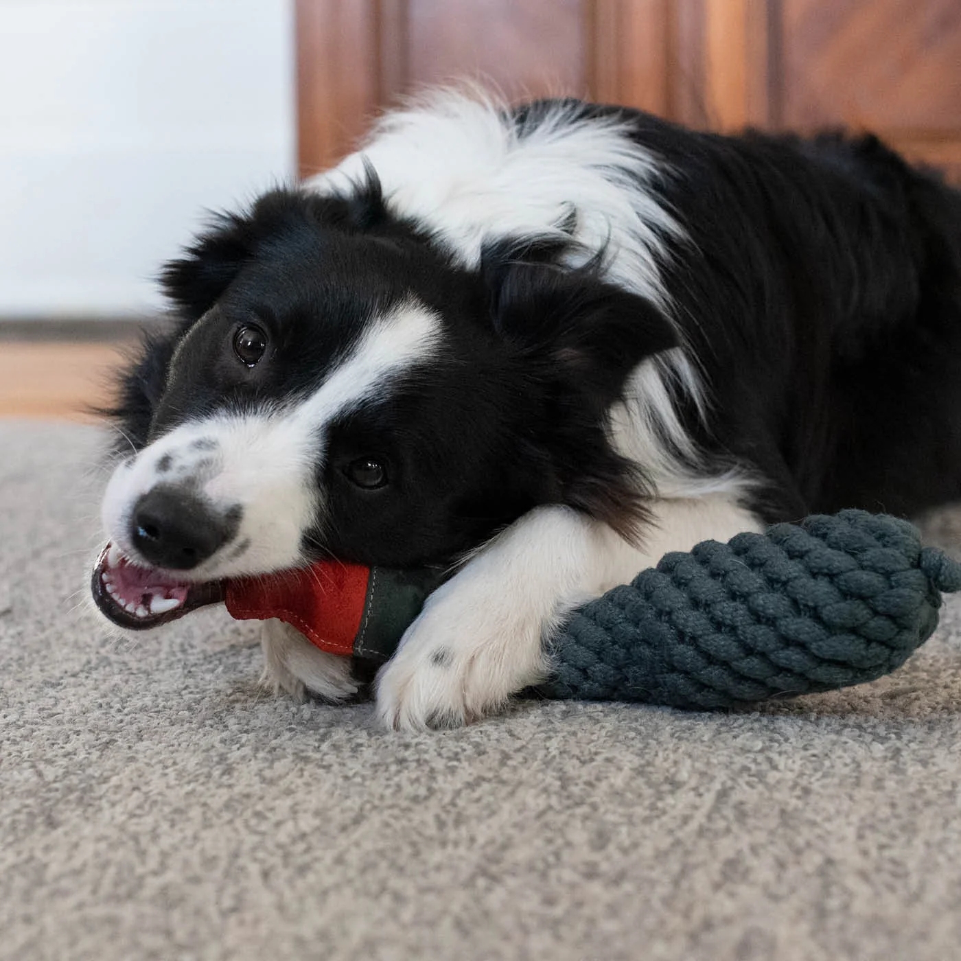 Shedrow K9 Duck Rope & Water Bottle Dog Toy - Image 4