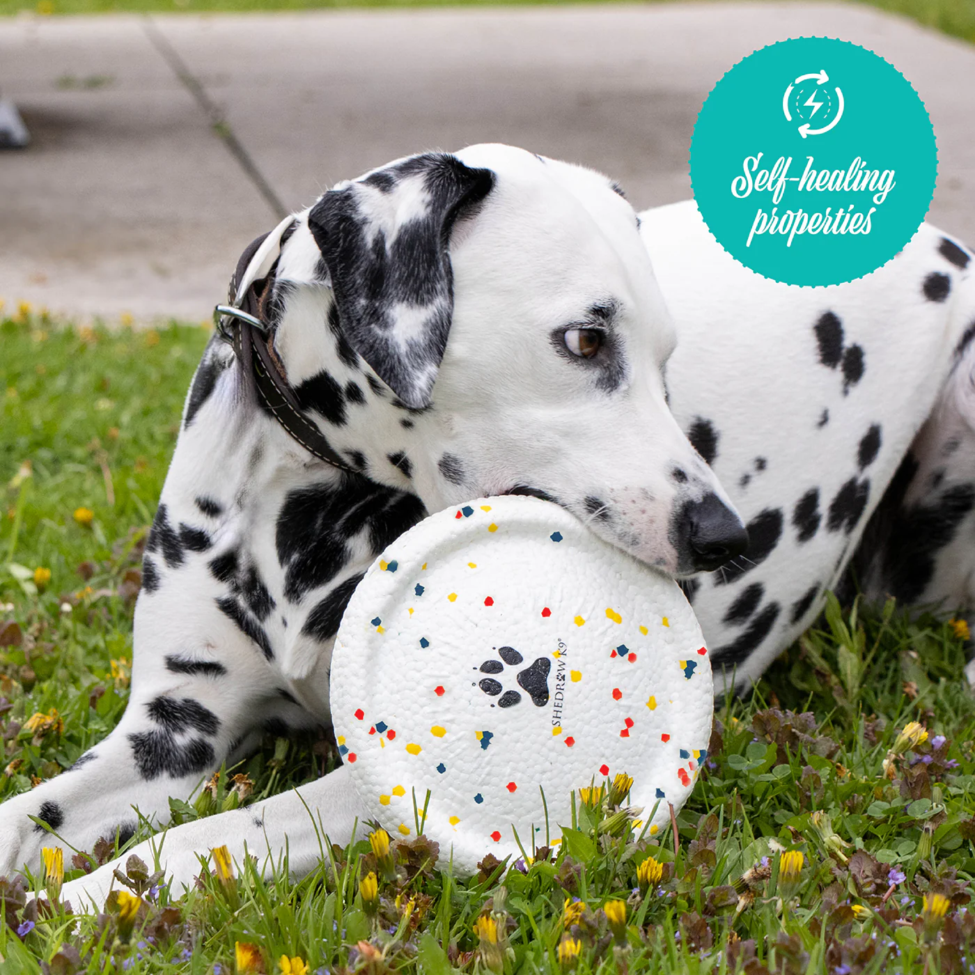 Shedrow K9 FlexiPlay Flying Disc - Image 5