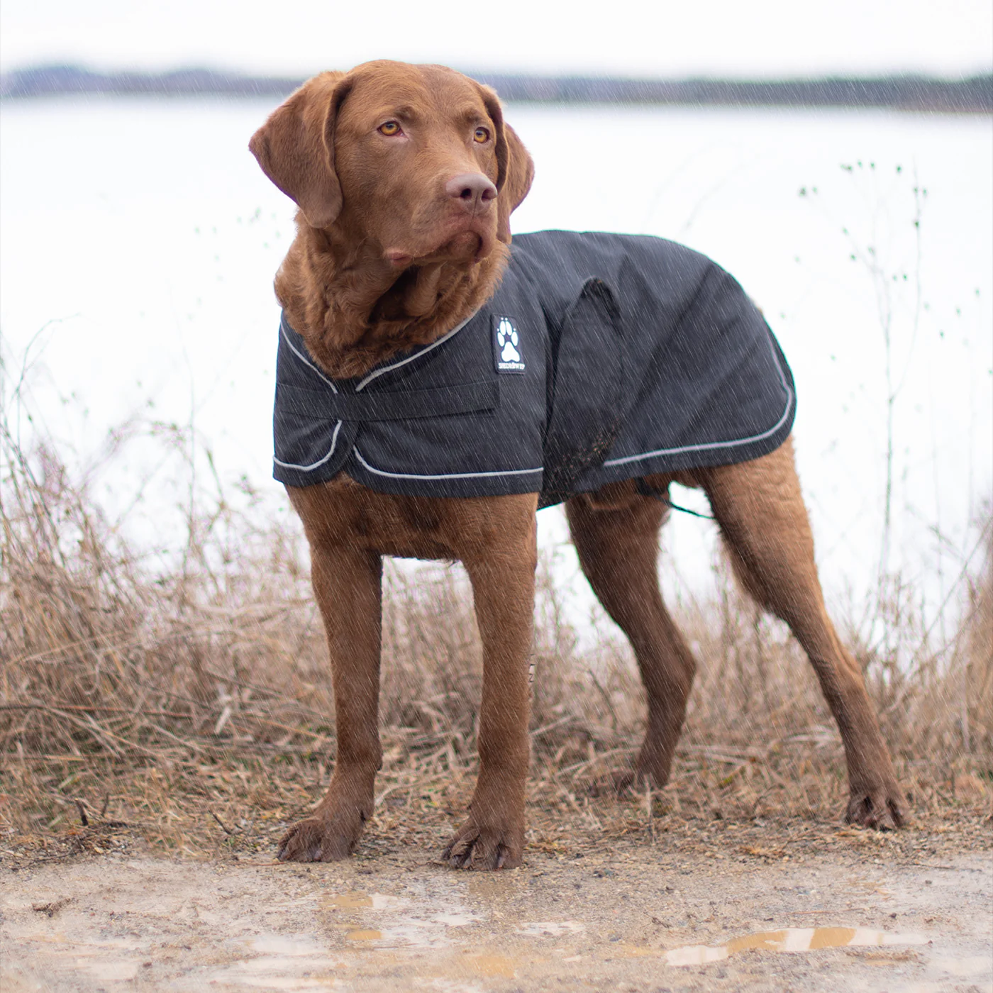 Shedrow K9 Harbour 2.0 Rain Coat - Image 8