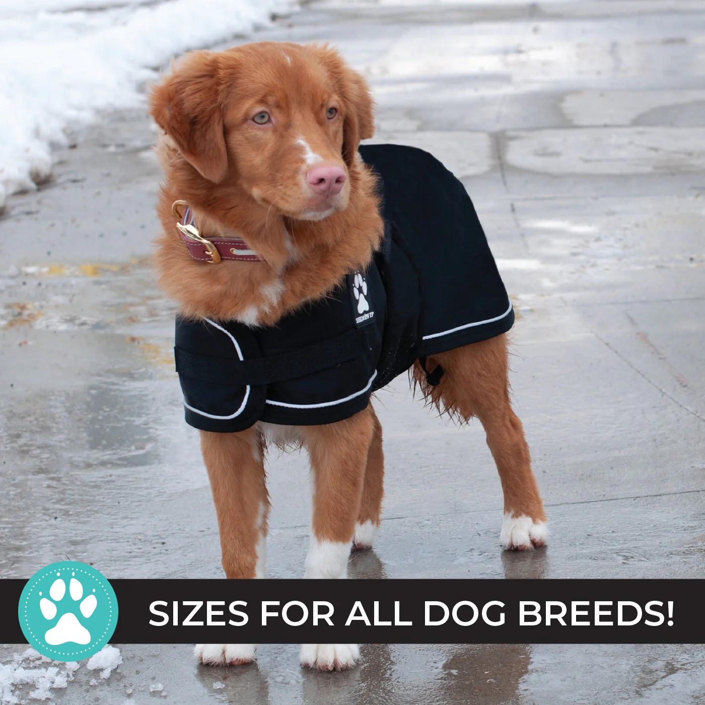 Shedrow K9 Harbour Rain Coat - Image 3