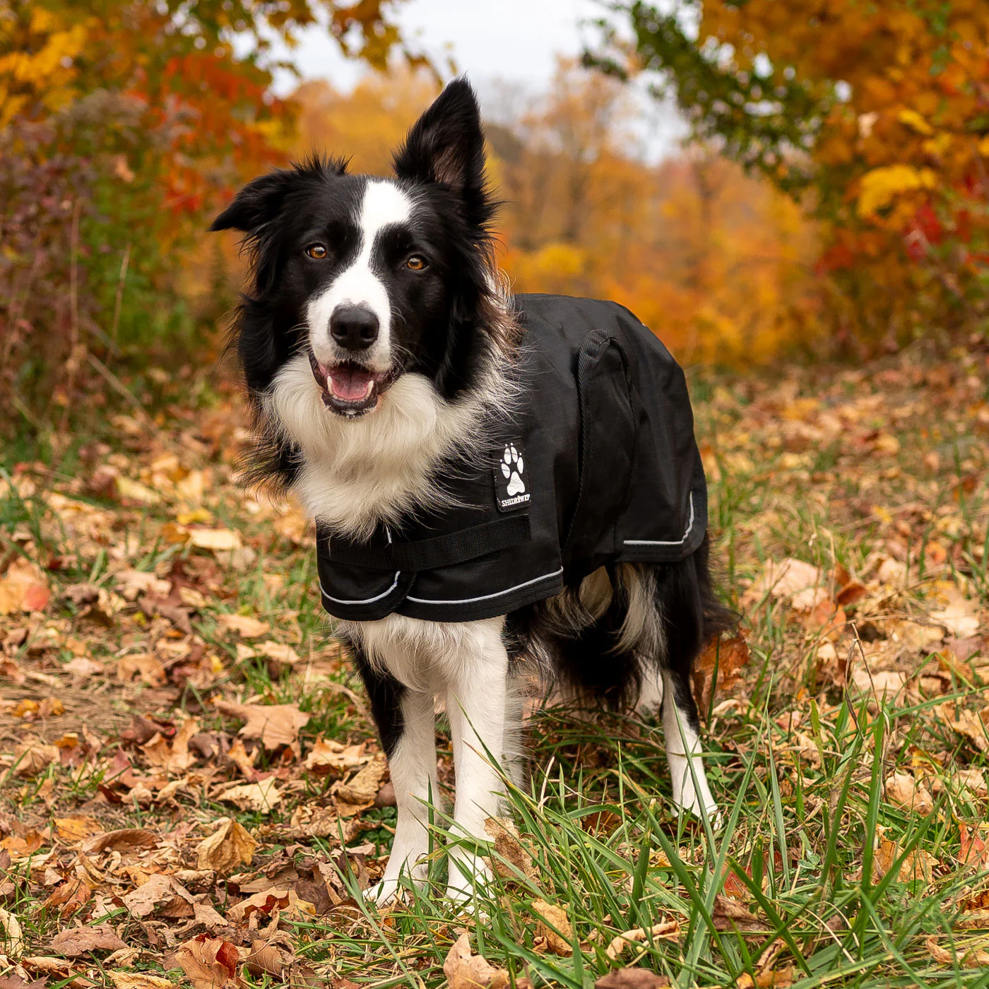 Shedrow K9 Harbour Rain Coat - Image 7