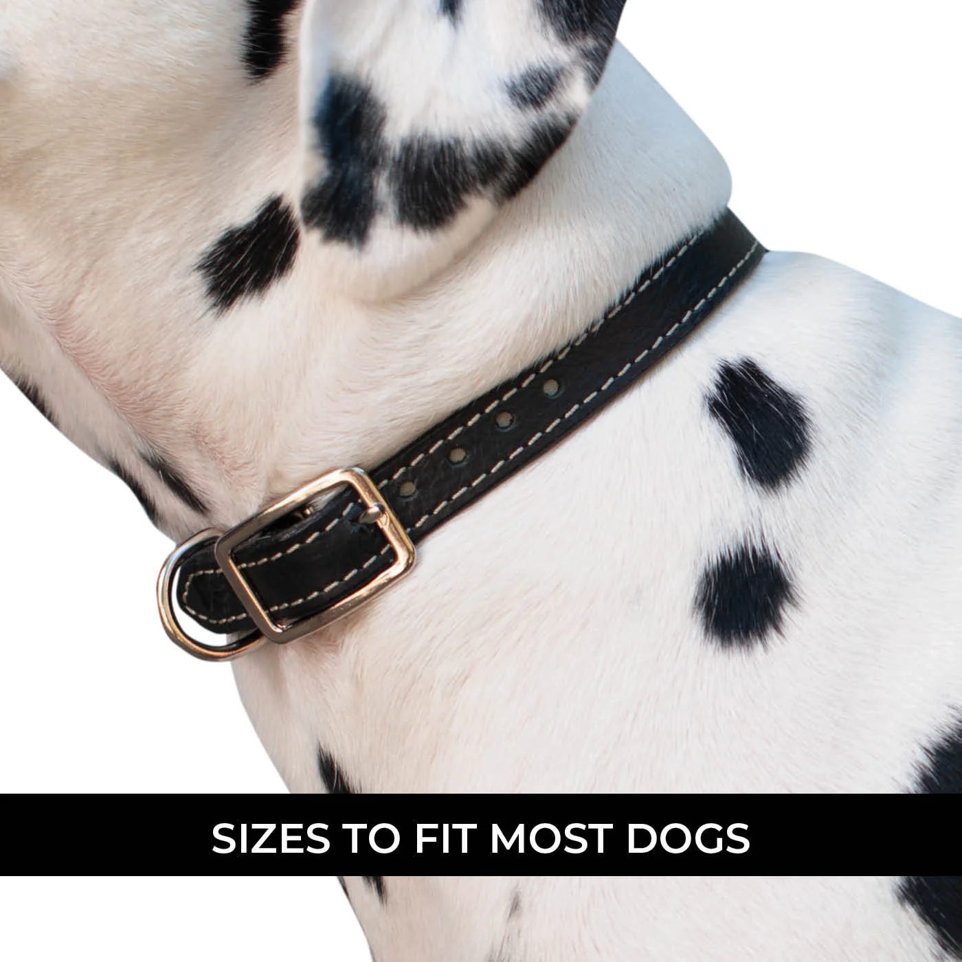 Shedrow K9 Richmond II Top Stitch Leather Collar - Image 3