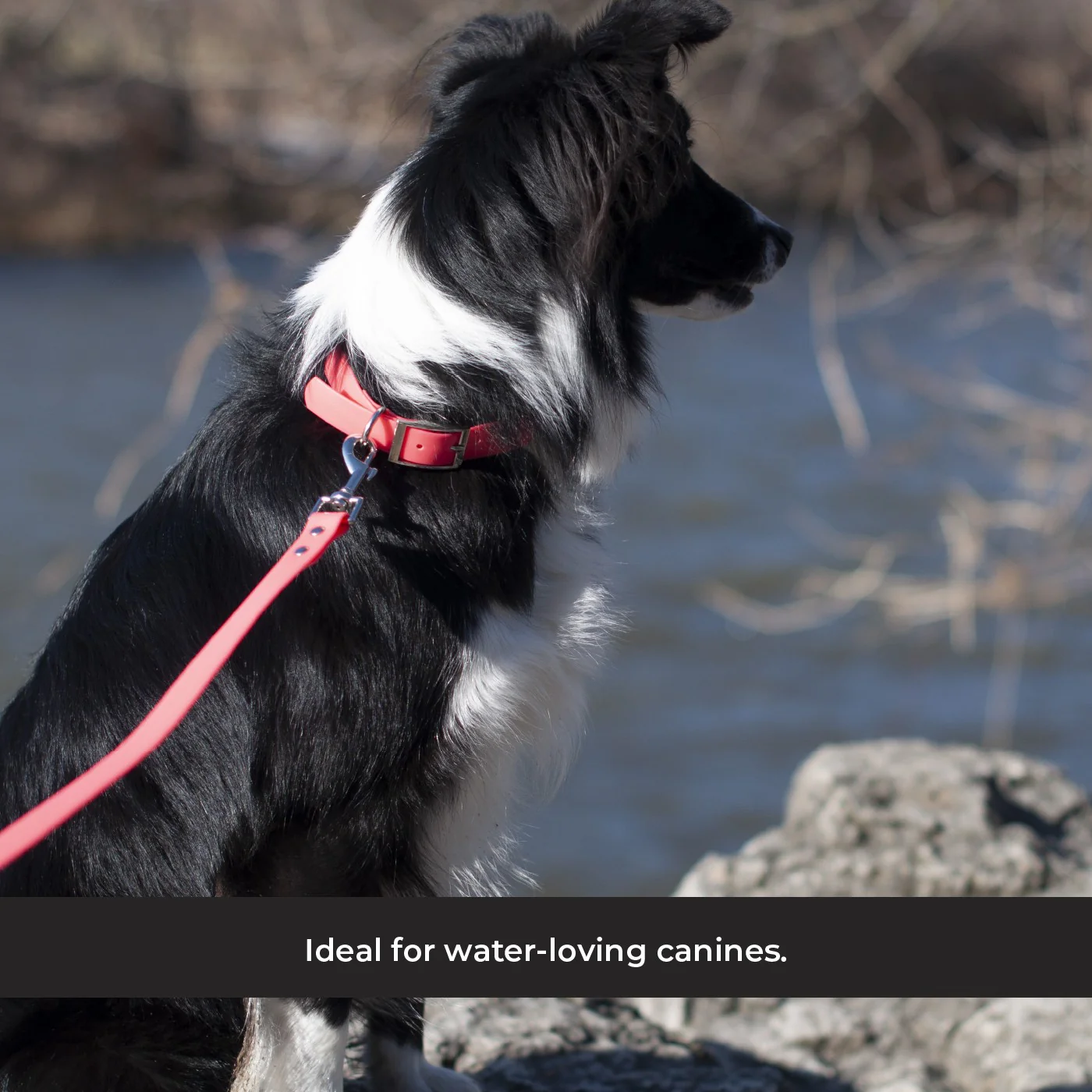 Shedrow K9 Tofino II Waterproof Collar - Image 13