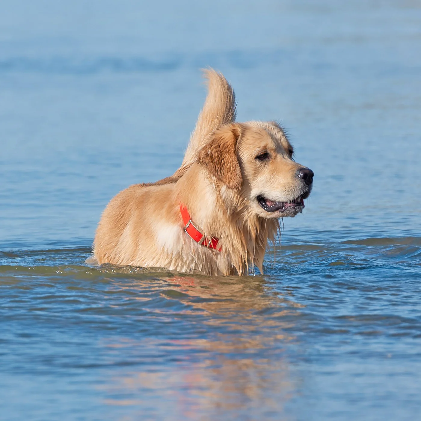 Shedrow K9 Tofino II Waterproof Collar - Image 17