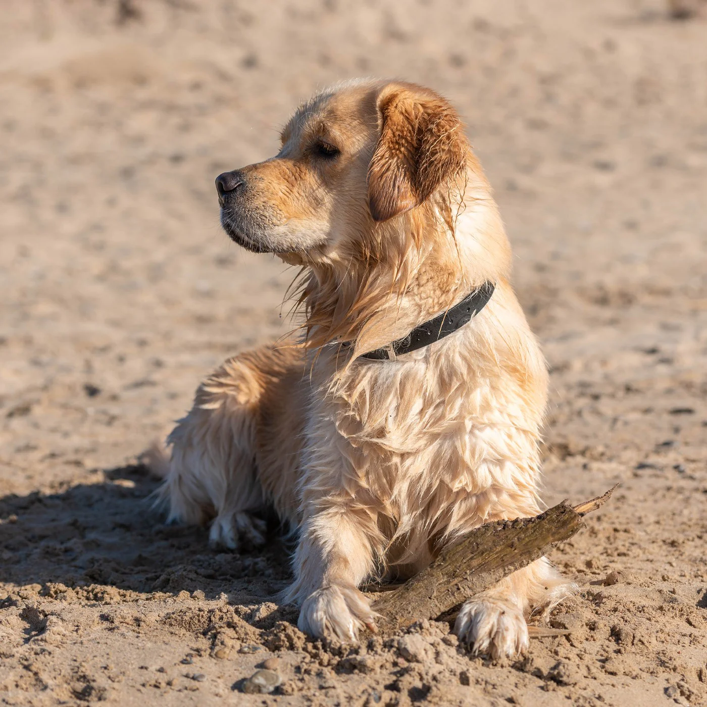 Shedrow K9 Tofino II Waterproof Collar - Image 18