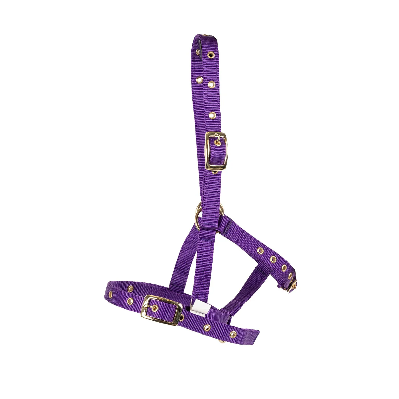 Supra Foal Halter - Image 3