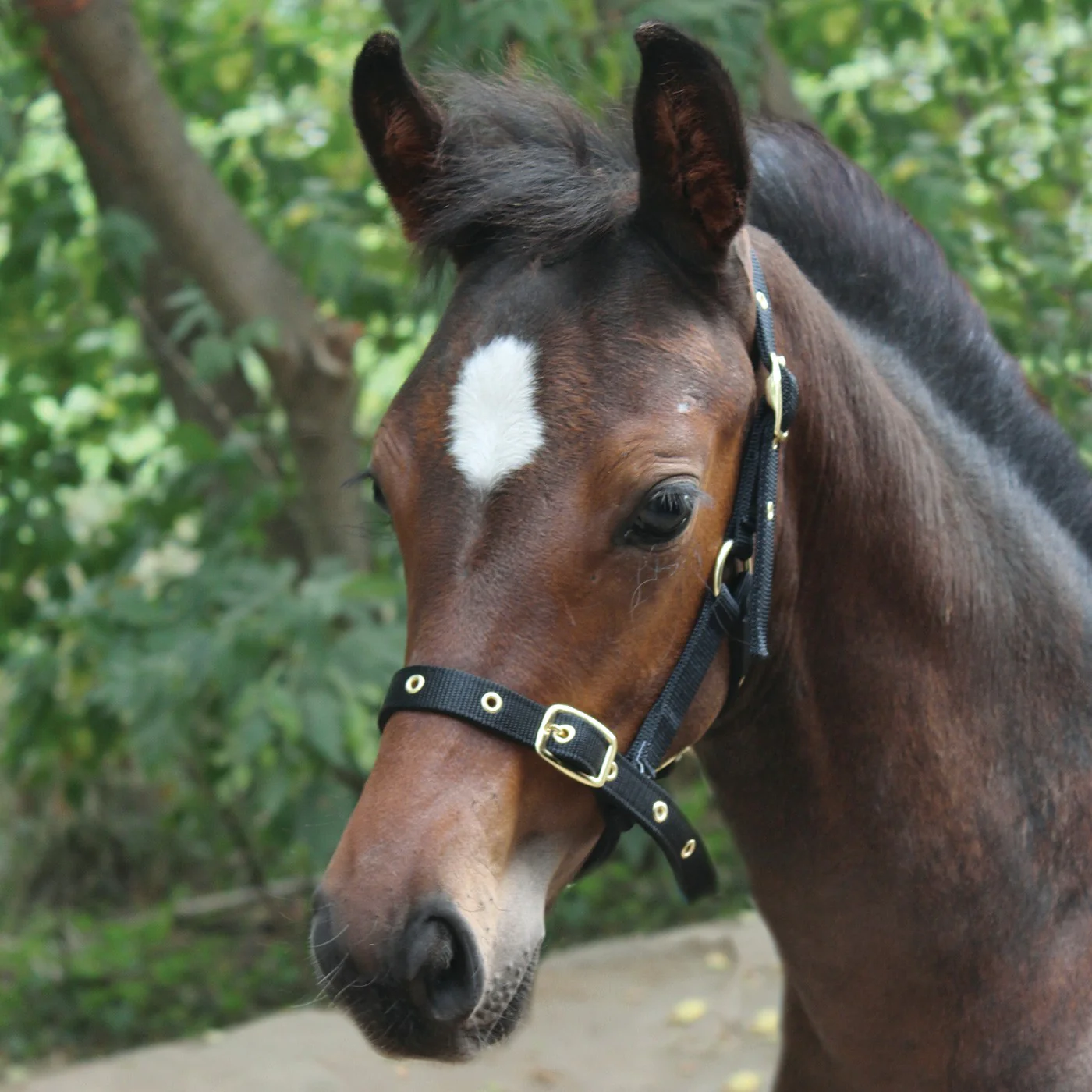 Supra Foal Halter - Image 4