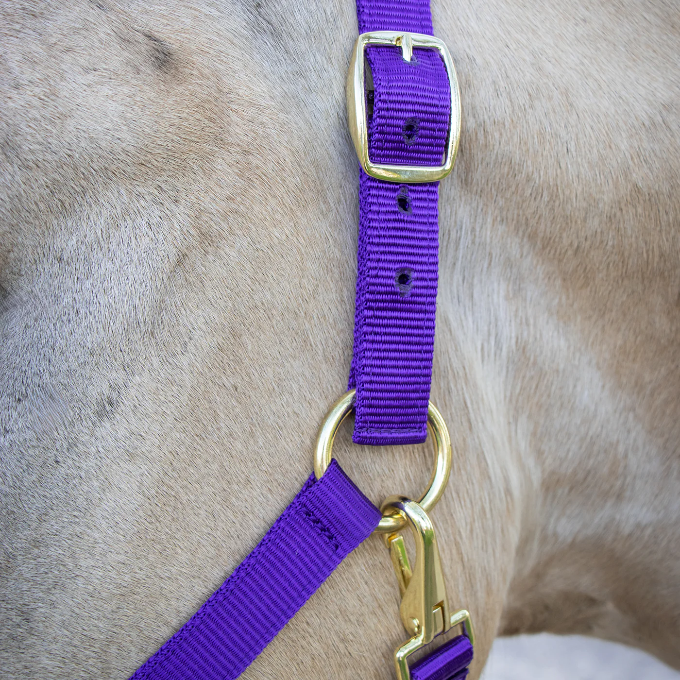 Supra Stable Halter - Image 4