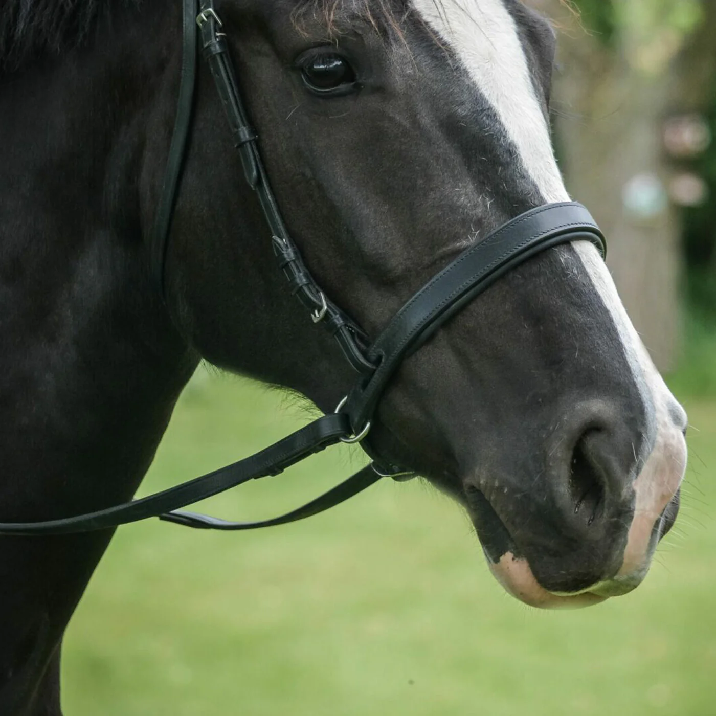 ThinLine EZ Harmony Bitless Noseband - Image 2