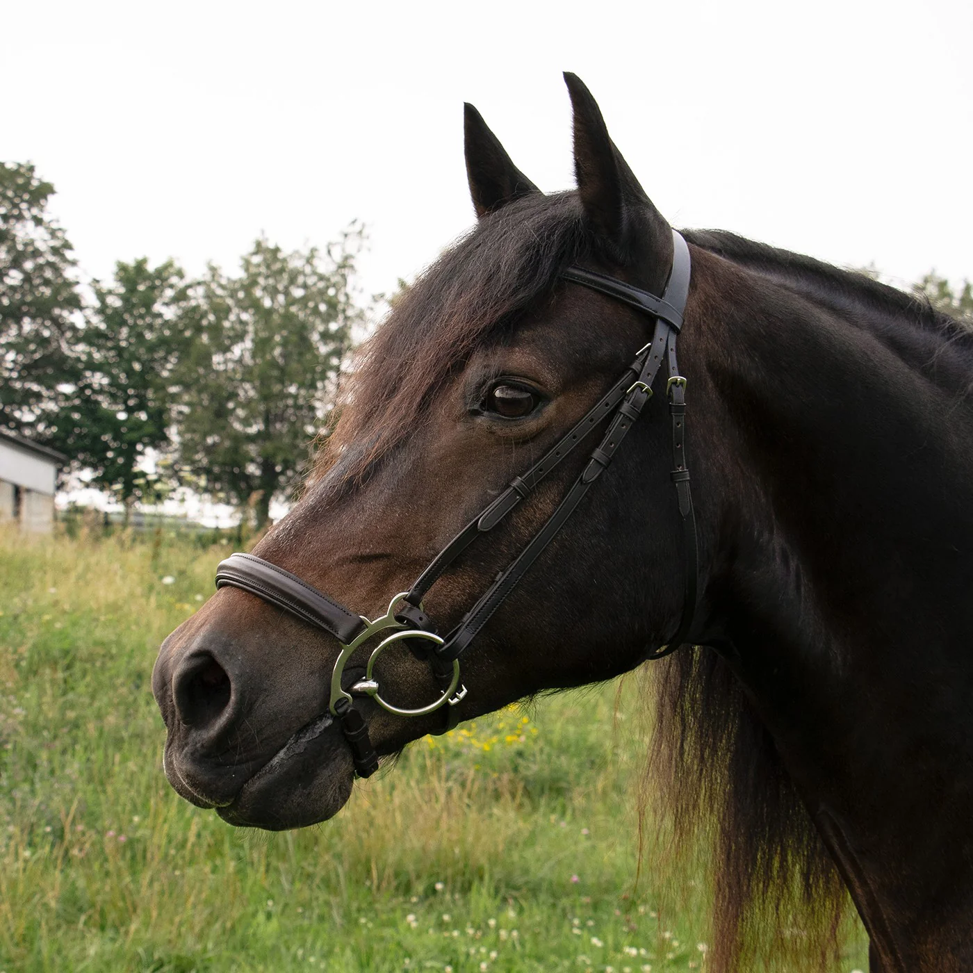 Val du Bois Controller Noseband - Image 2